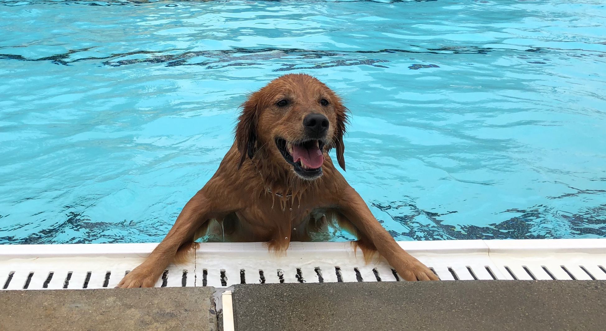 More dog-friendly establishments